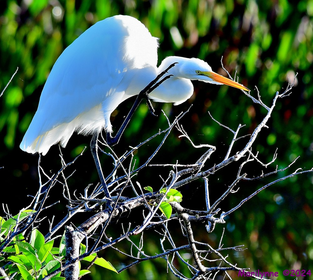 DSC_6177_001.JPG