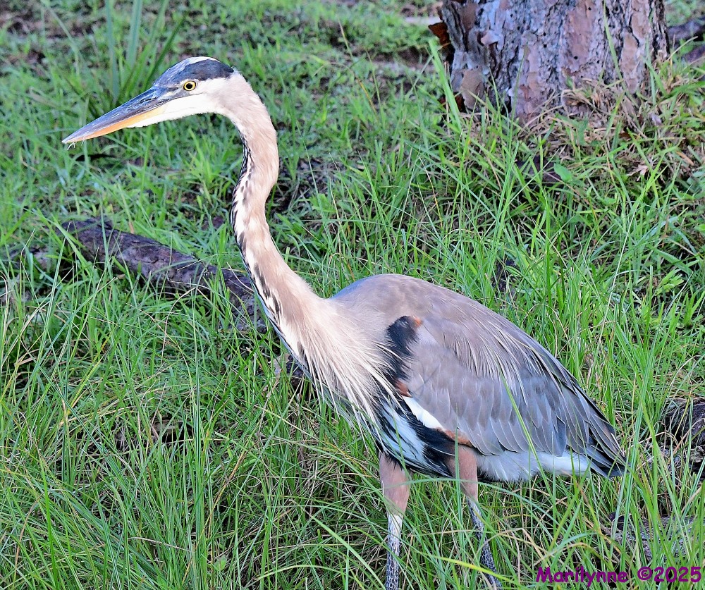 DSC_6177_001.JPG