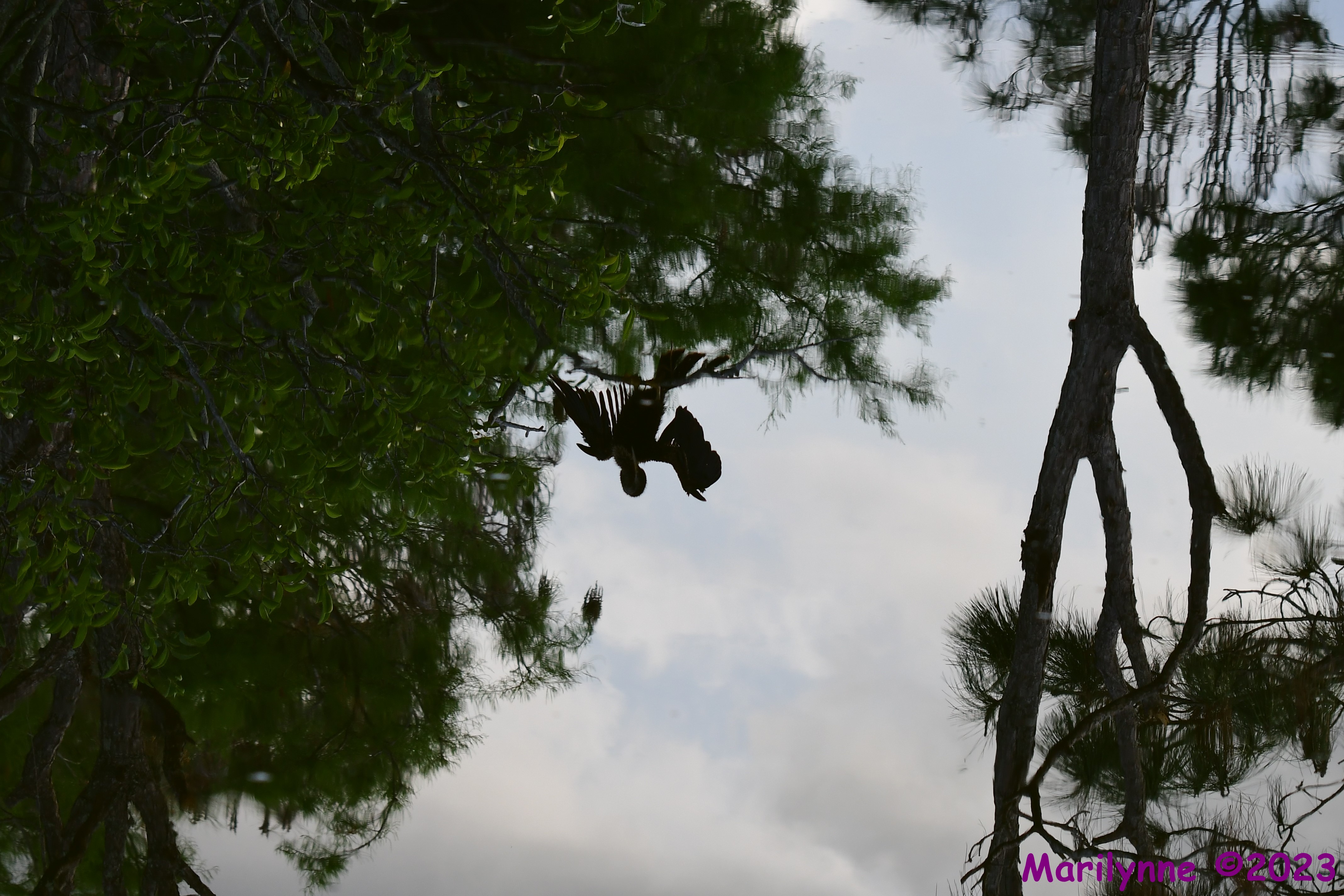 DSC_6179.JPG