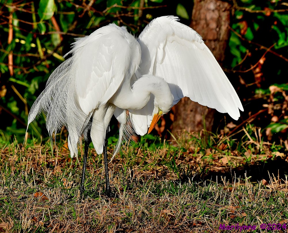 DSC_6181_001.JPG