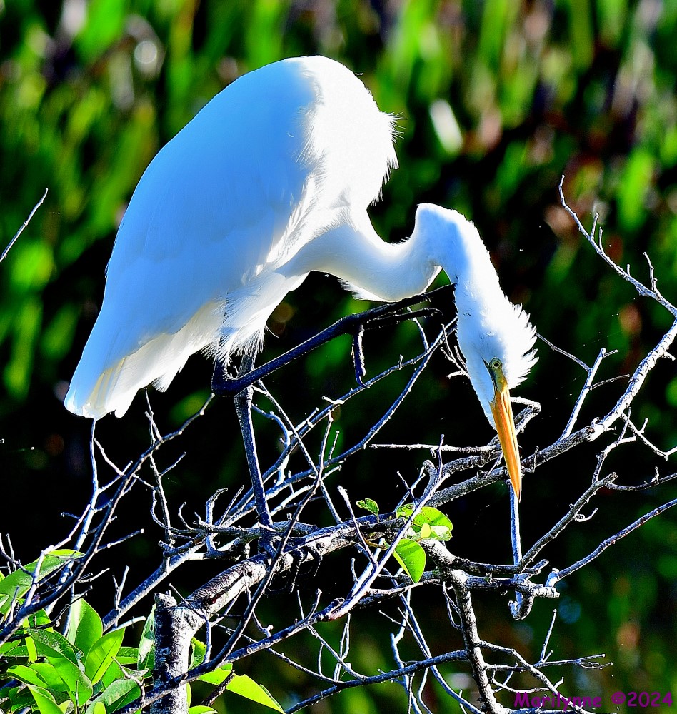 DSC_6181_001.JPG