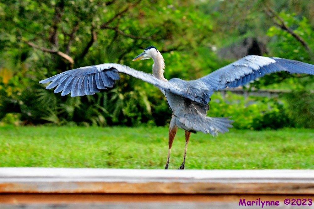 DSC_6184_001.JPG