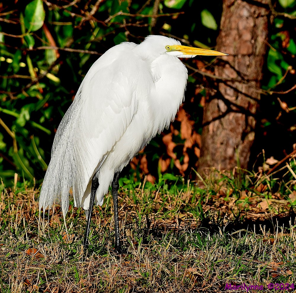 DSC_6184_001.JPG