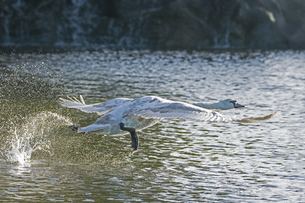 DSC_6185.jpg