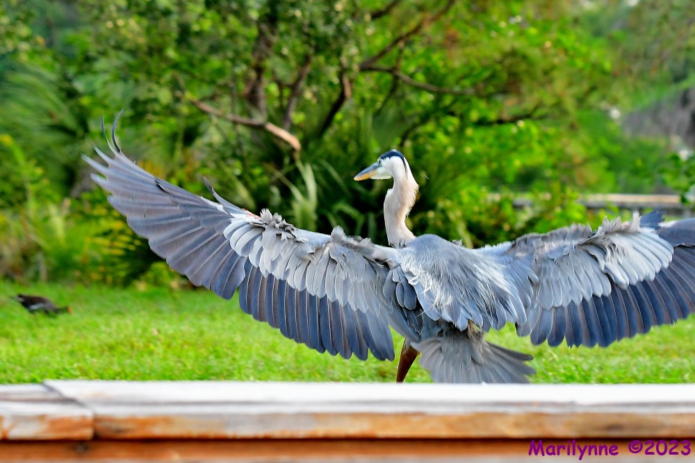 DSC_6185_001.JPG