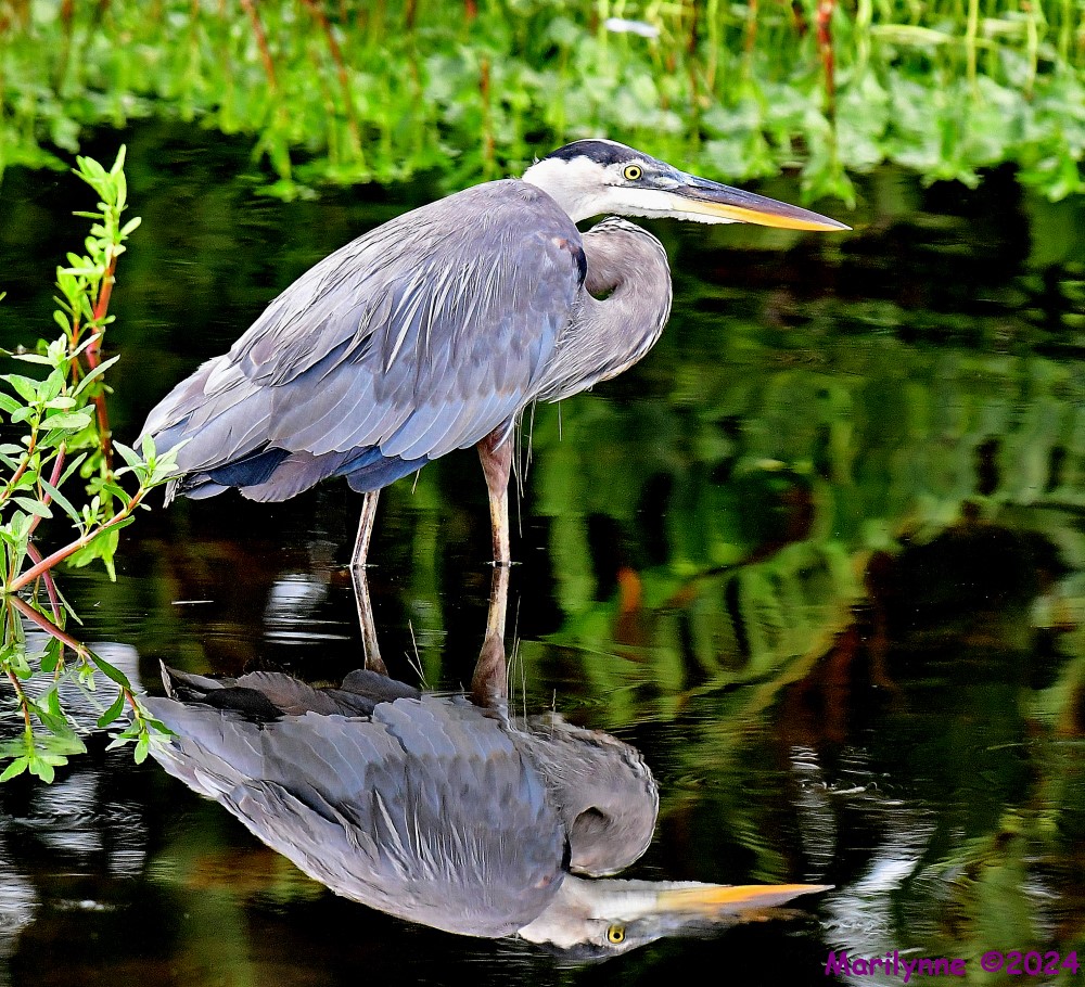 DSC_6186_001.JPG