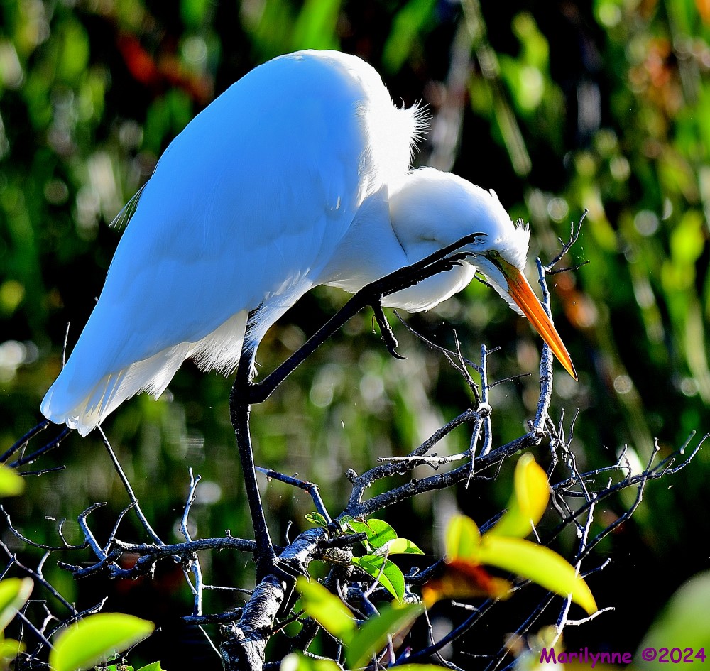 DSC_6192_001.JPG