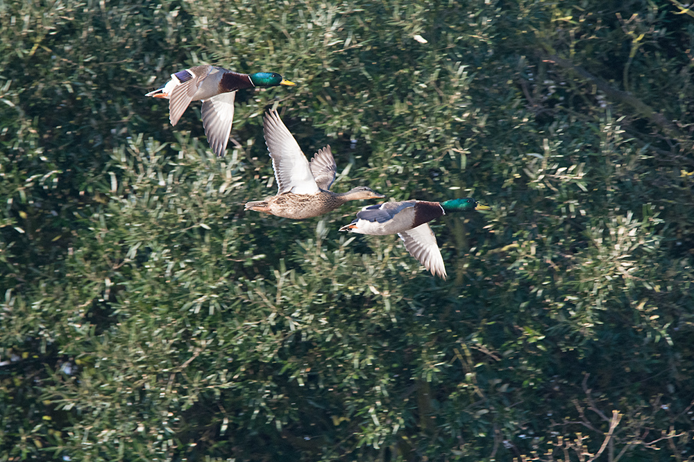 DSC_6195.jpg