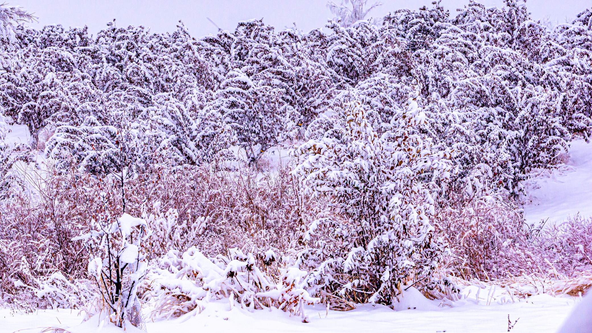 DSC_6195.JPG