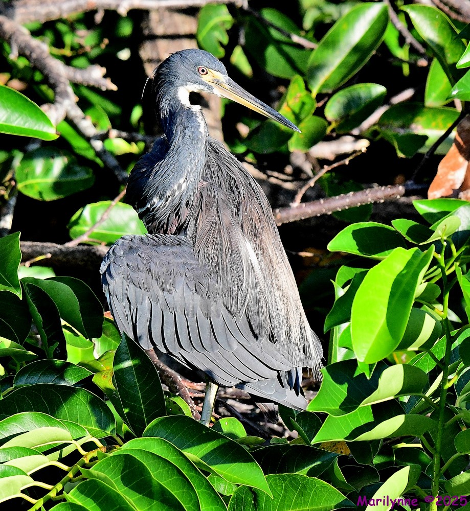 DSC_6195_001.JPG
