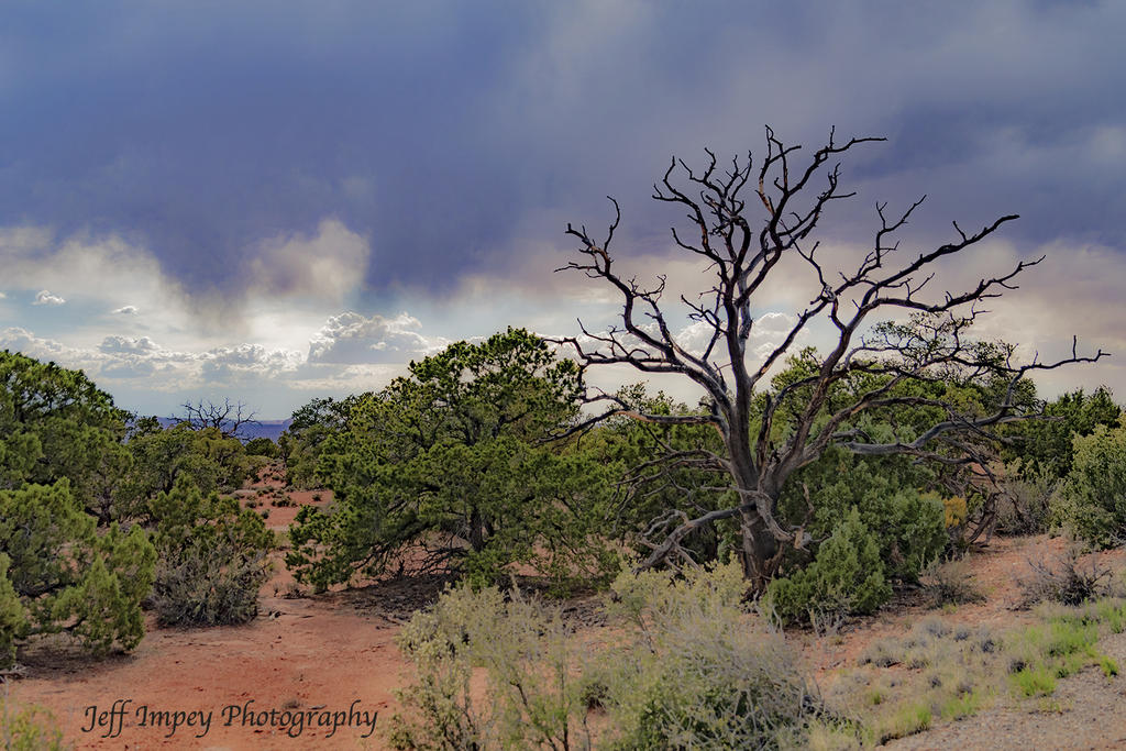 DSC_6196.jpg