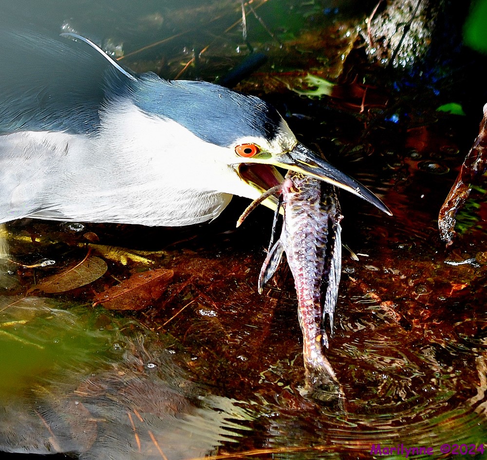 DSC_6197_001.JPG