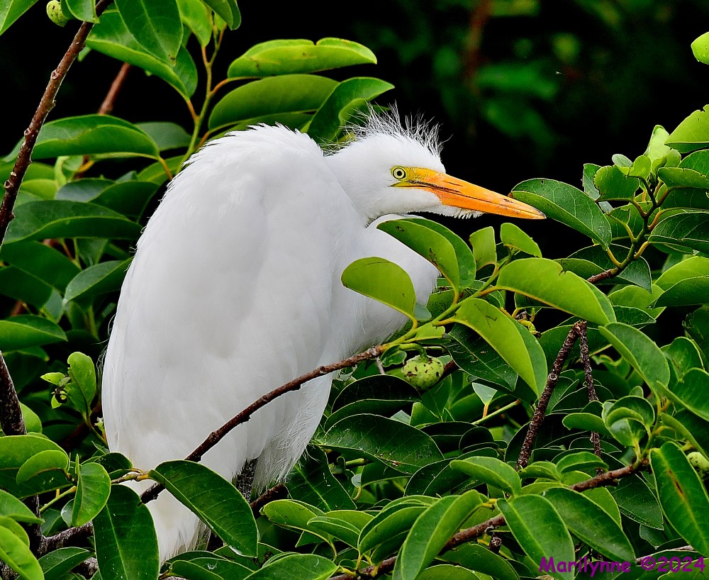 DSC_6198_001.JPG