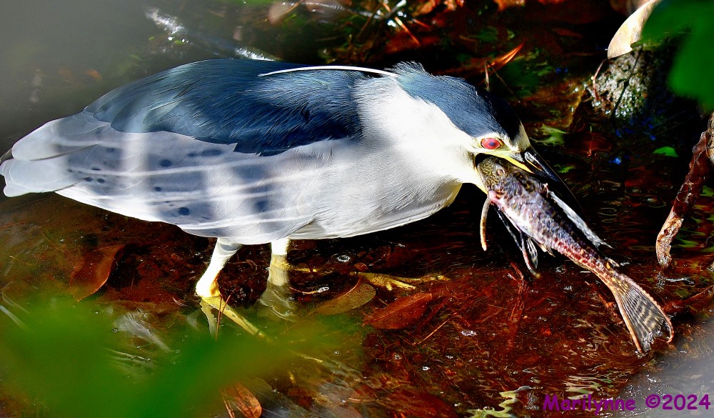 DSC_6199_001.JPG