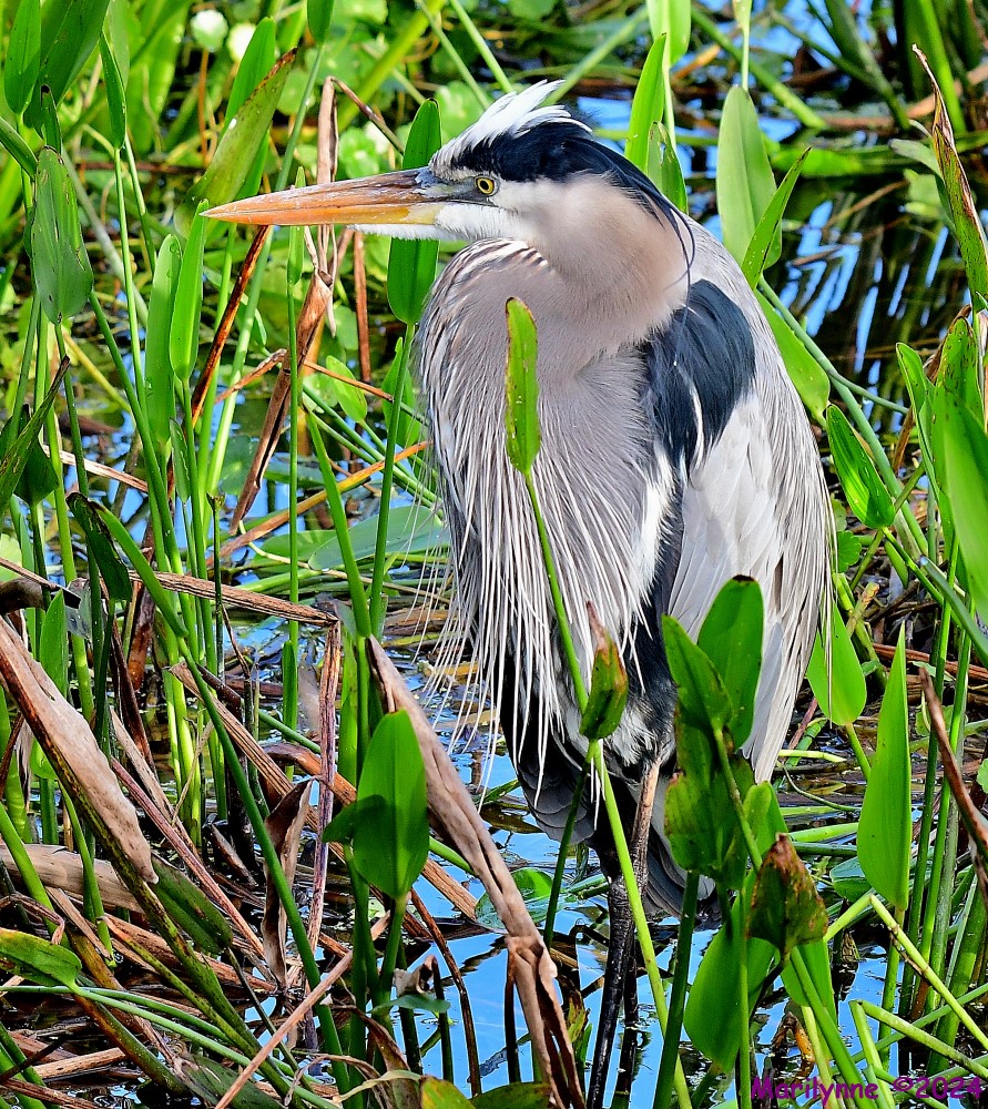 DSC_6200_001.JPG
