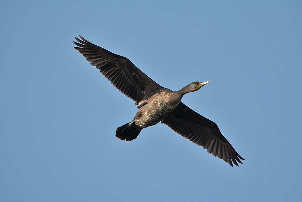 DSC_6202.jpg