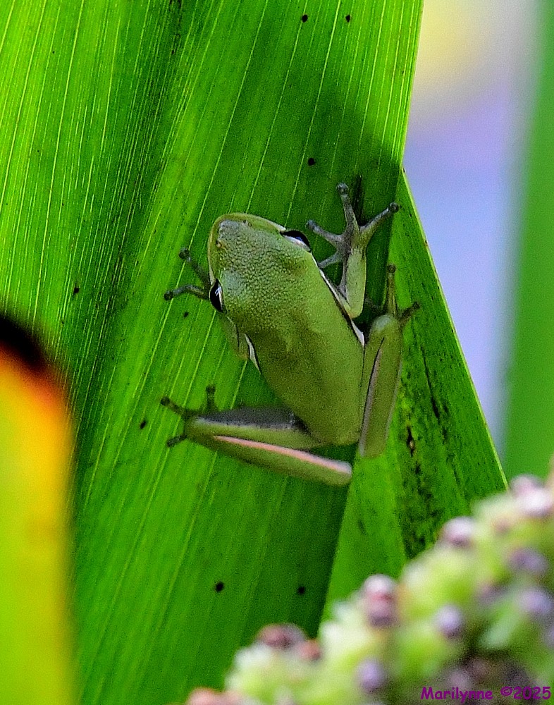 DSC_6205_001.JPG