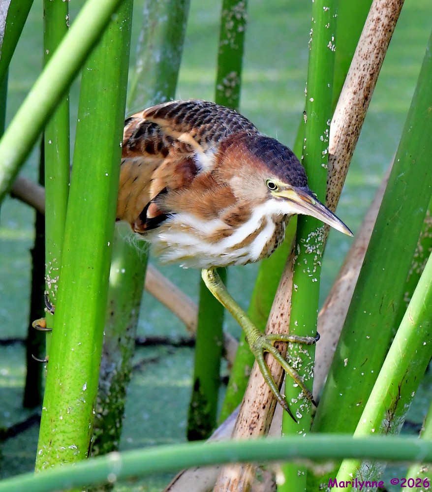 DSC_6206_001.JPG