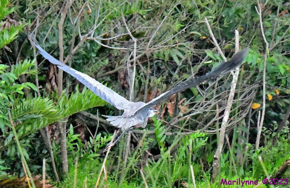 DSC_6208_001.JPG