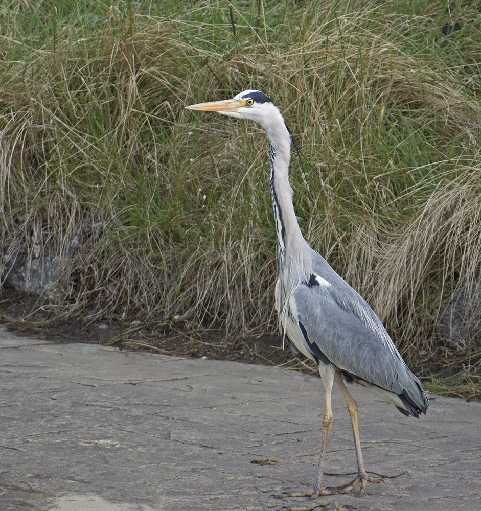 DSC_6209.jpg