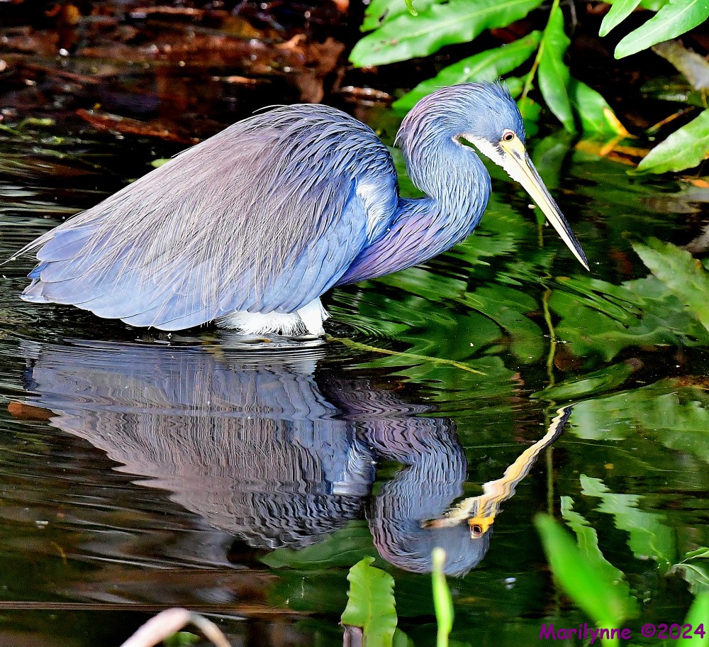 DSC_6209_001.JPG