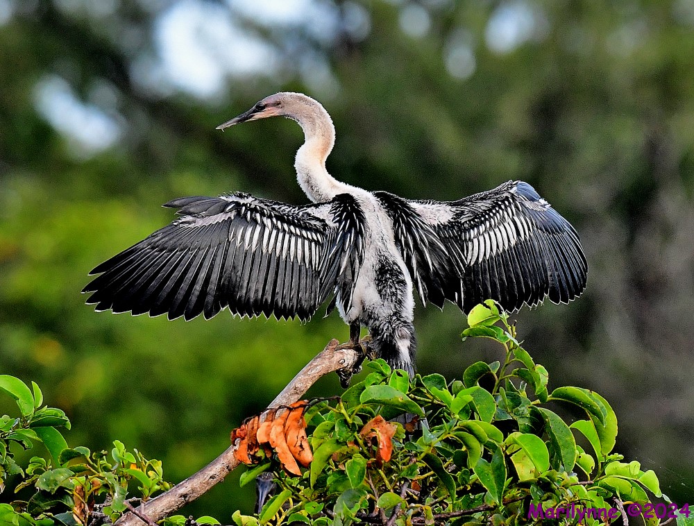 DSC_6209_001.JPG