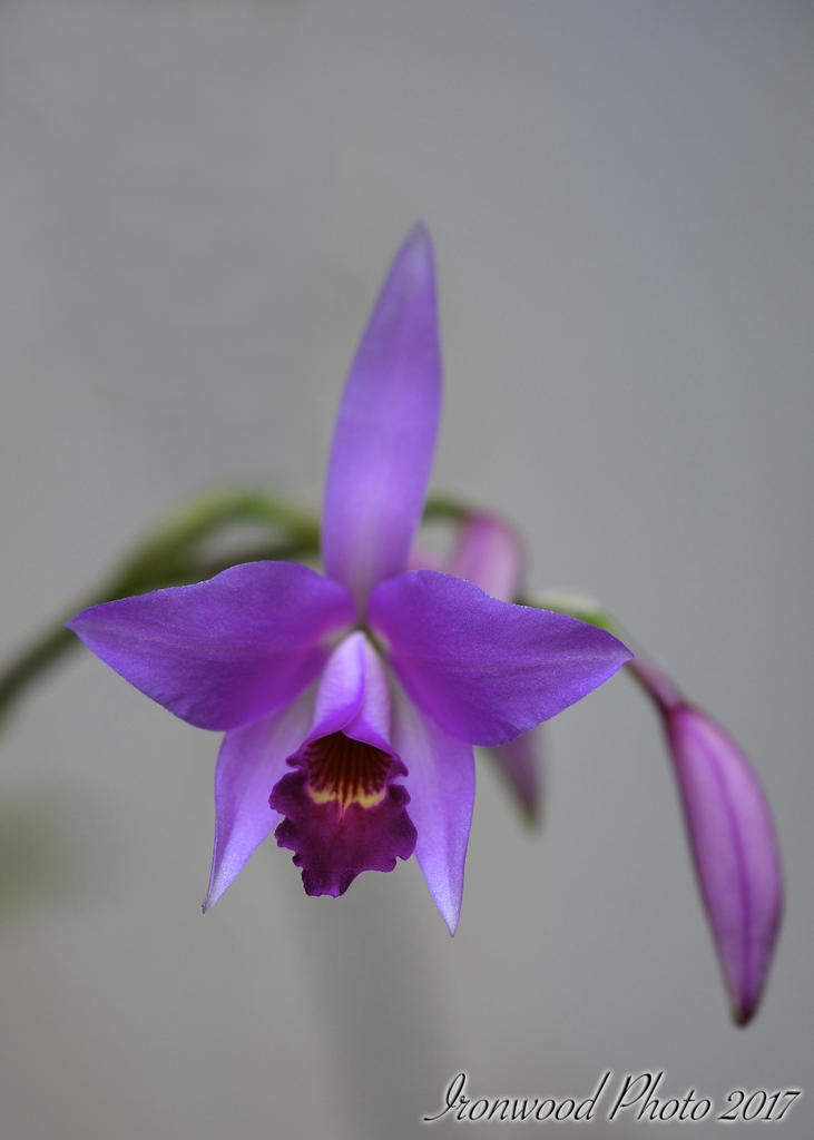 DSC_6210.jpg
