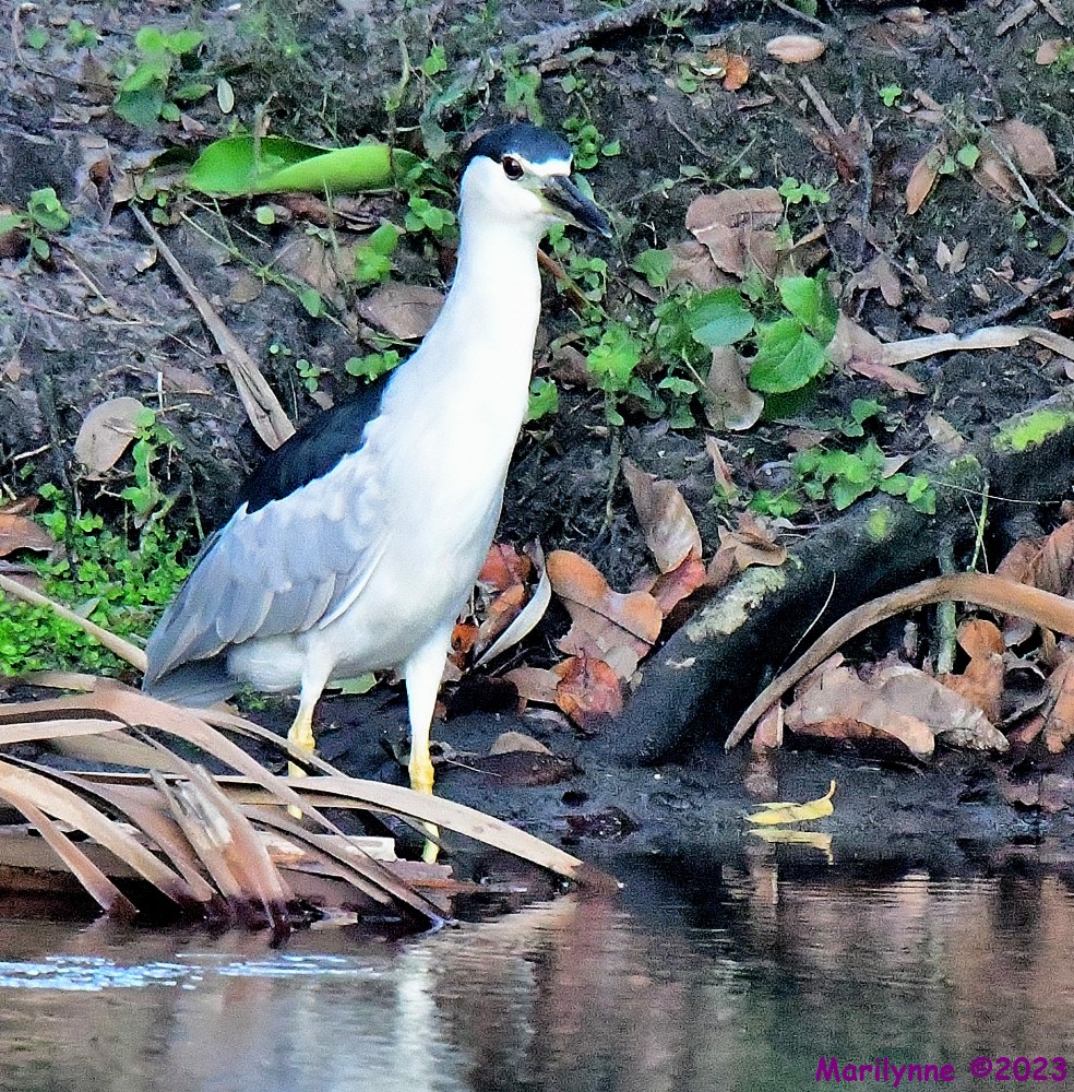 DSC_6211_001.JPG