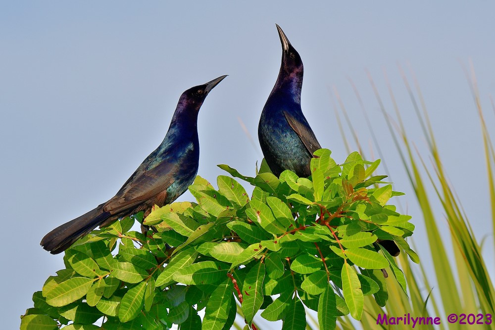 DSC_6212_001.JPG