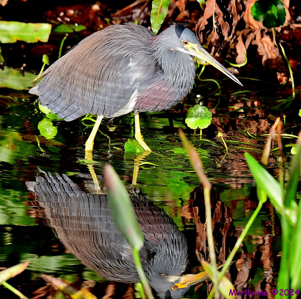 DSC_6212_001.JPG