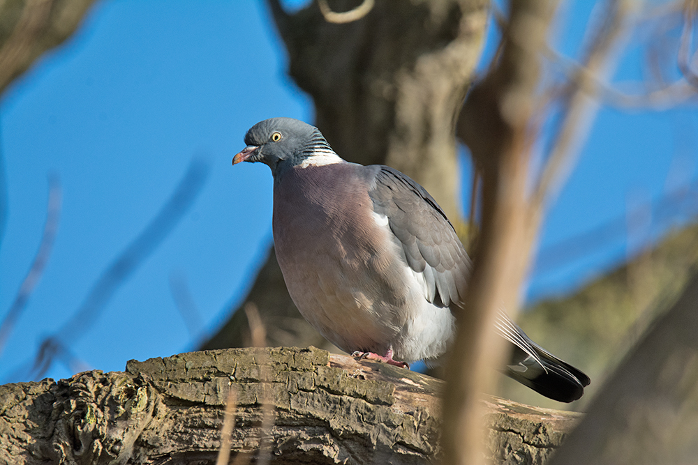 DSC_6213.jpg