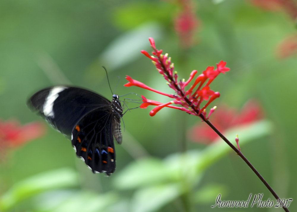 DSC_6215.jpg