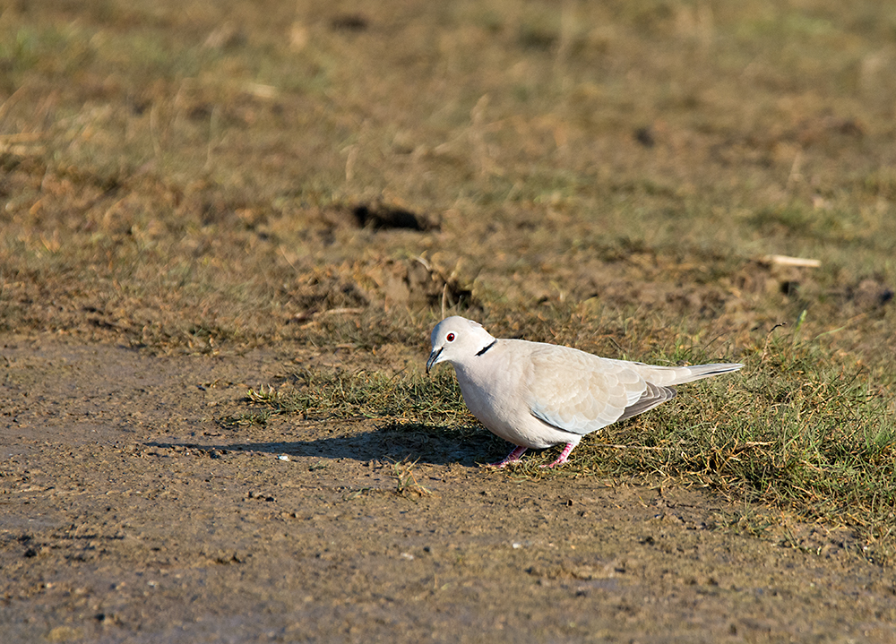DSC_6216.jpg