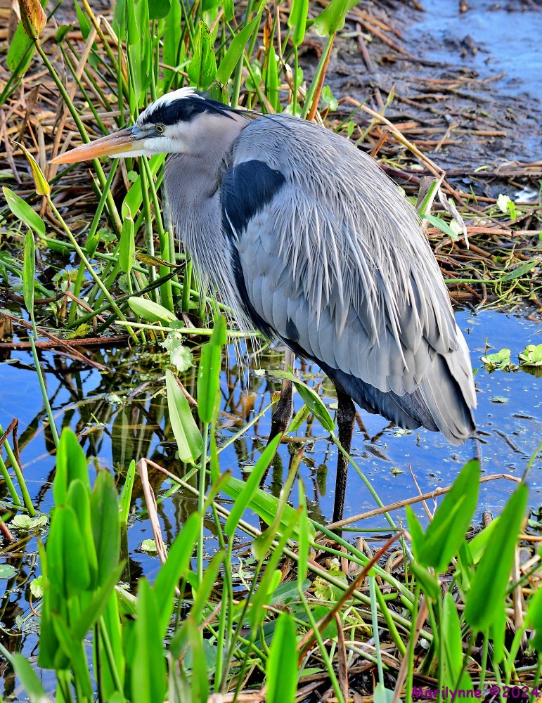 DSC_6217_stitch4_001.JPG