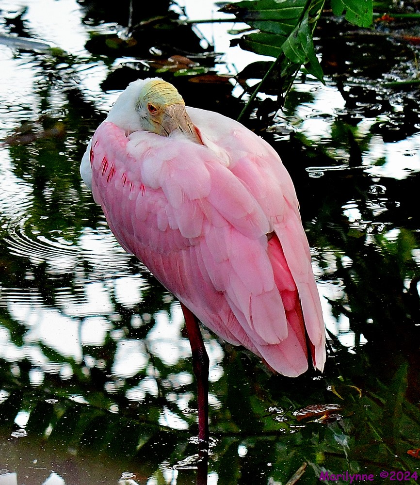 DSC_6221_001.JPG