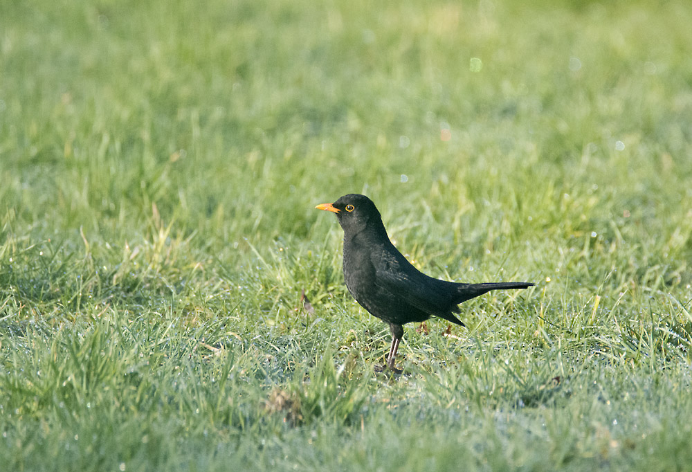 DSC_6222.jpg