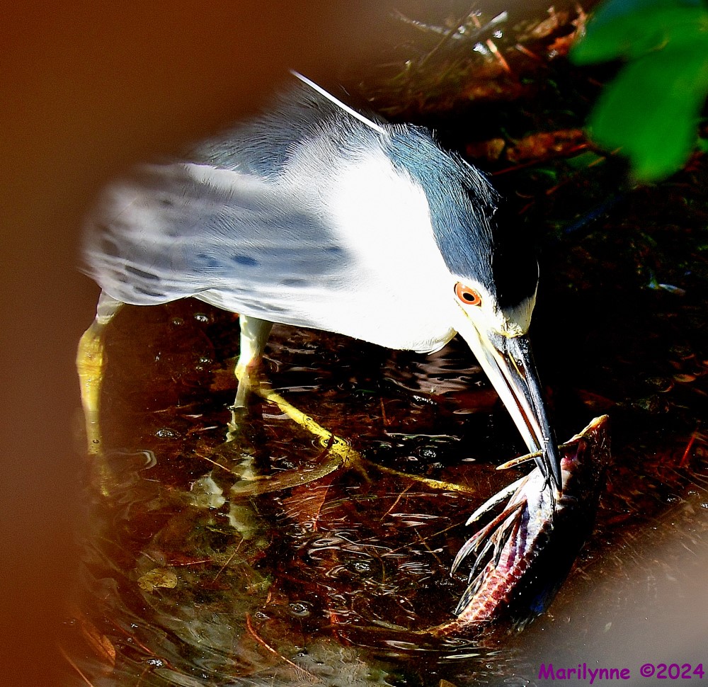 DSC_6224_001.JPG