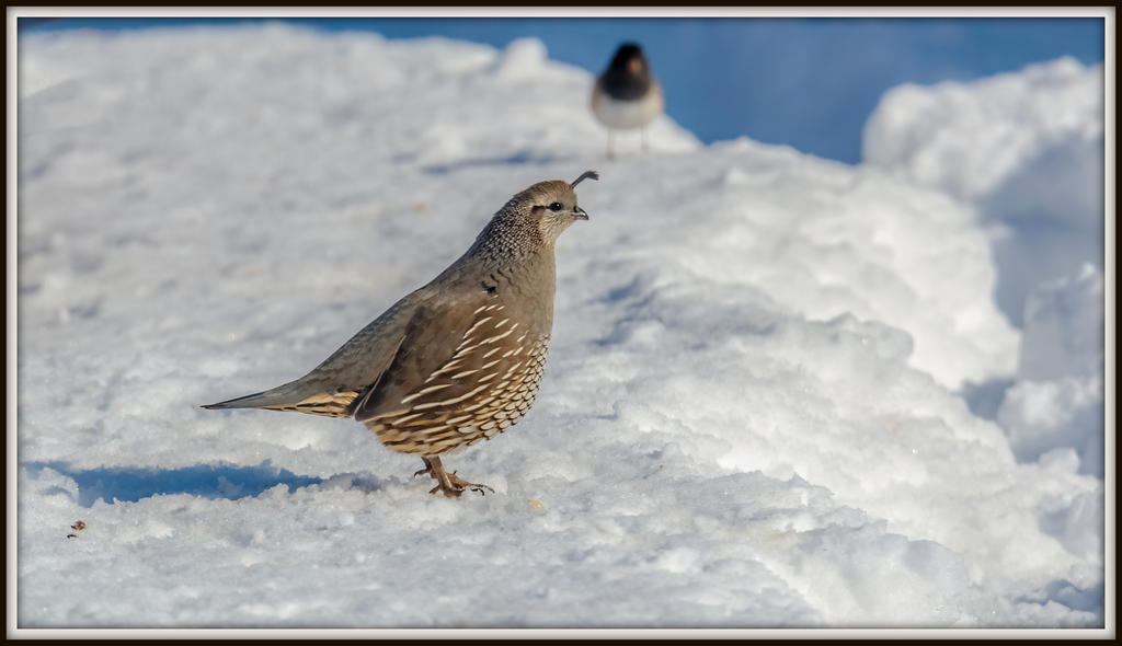 DSC_6225-Edit.jpg