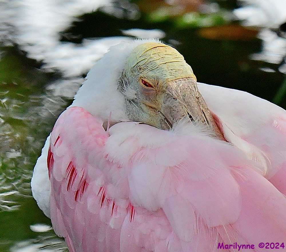 DSC_6225_001.JPG
