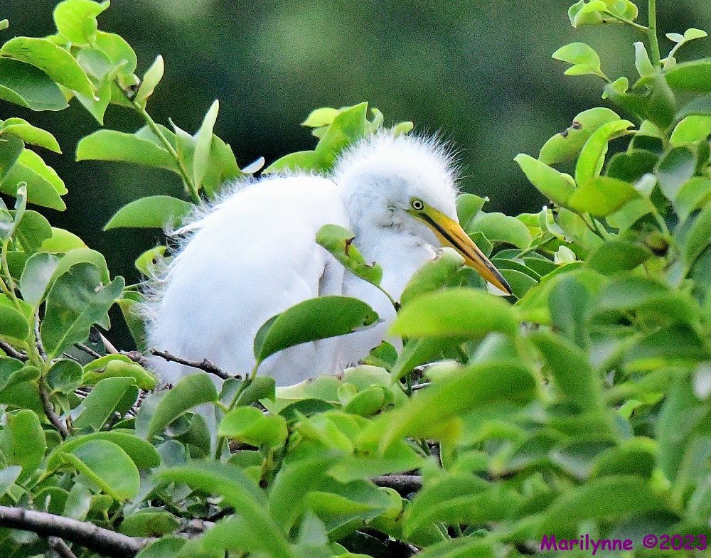 DSC_6227_001.JPG