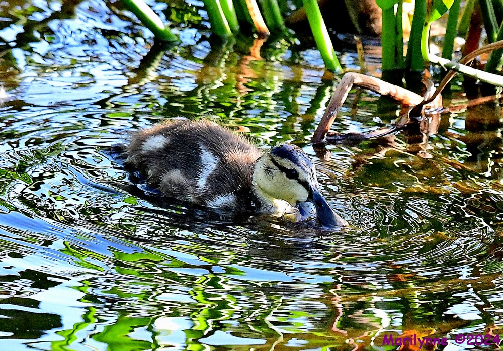 DSC_6227_001.JPG