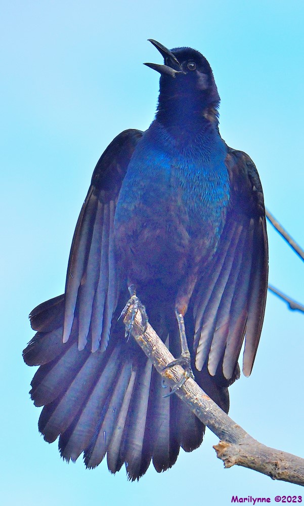 DSC_6228_001.JPG