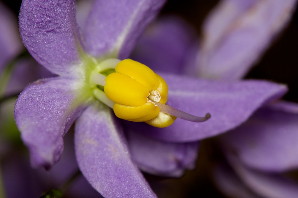 DSC_6229.jpg