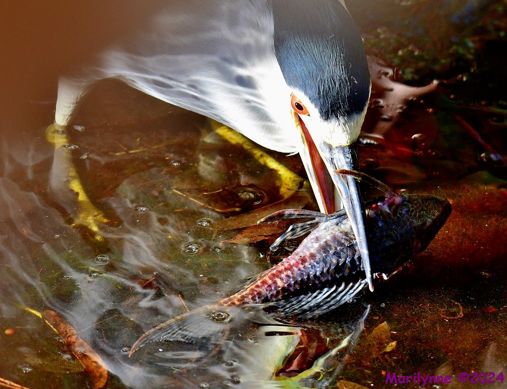 DSC_6229_001.JPG