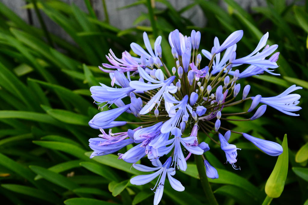 DSC_6231.jpg