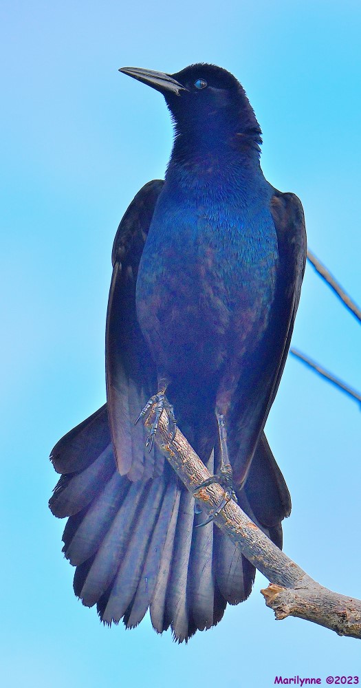 DSC_6231_001.JPG