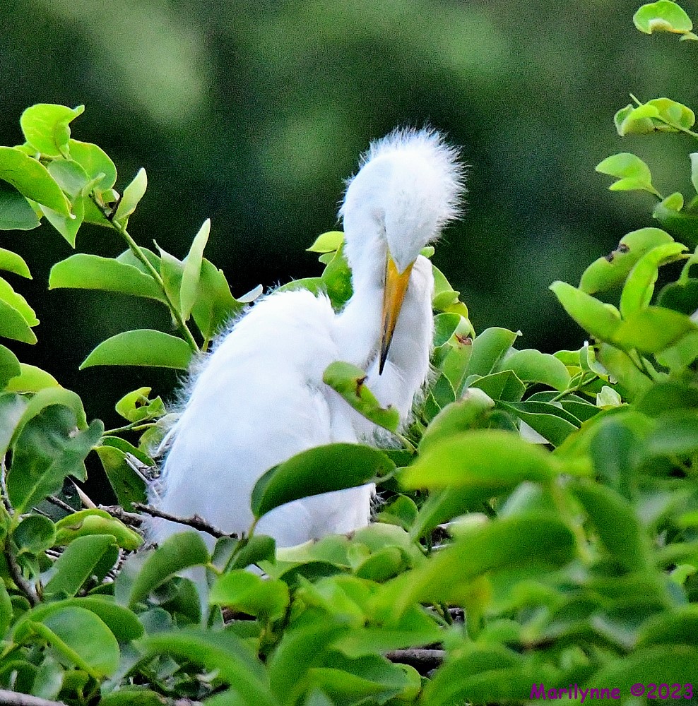 DSC_6231_001.JPG