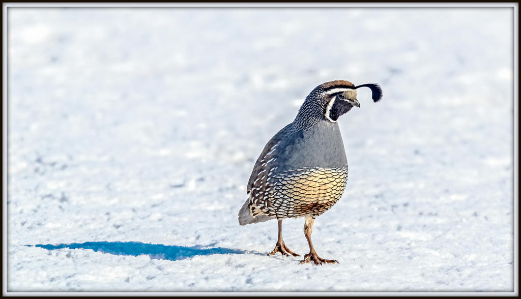 DSC_6232-Edit.jpg