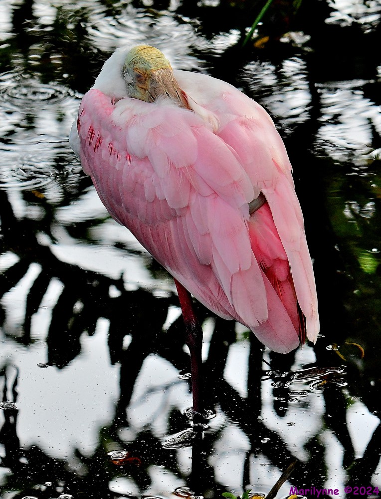 DSC_6232_001.JPG