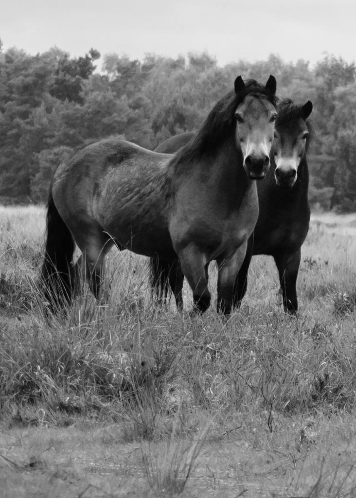 DSC_6232_edited-2bw.jpg